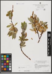 Foto von Salix hastata L.